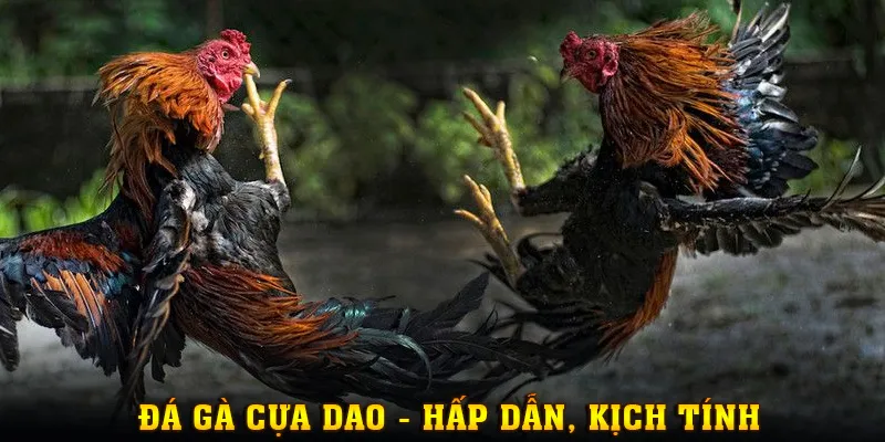 Hình thức cược chọi gà cựa dao hấp dẫn, kịch tính