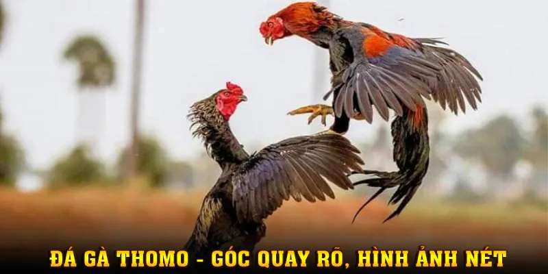 Hình ảnh sắc nét, góc quay chi tiết, cận cảnh từng cú tung đòn