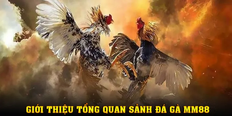 Tổng quan về mục Đá Gà - trải nghiệm đặc sắc, mới mẻ